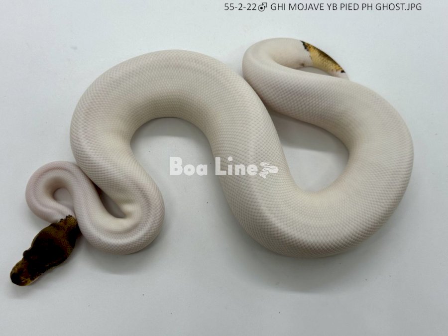 GHI MOJAVE YB PIED PH GHOST